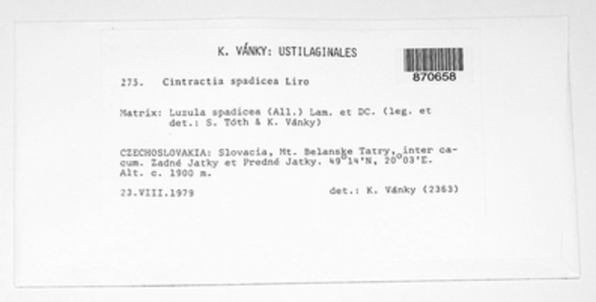 Stegocintractia image